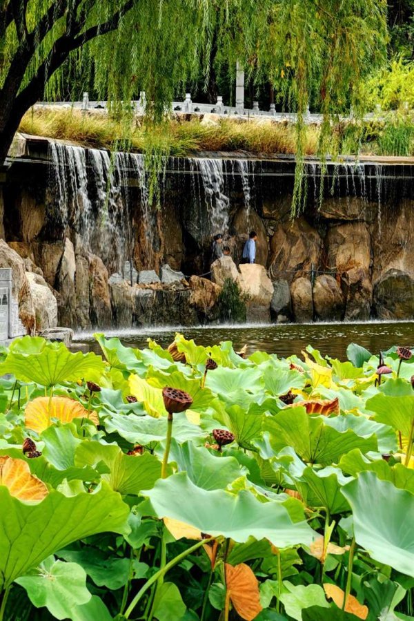 港陆证券 泰安市龙泽湖公园的秋色